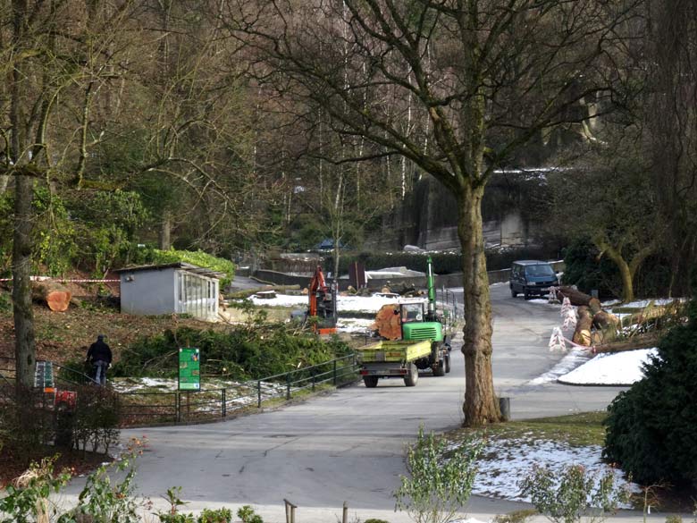 Rodung am 27. Januar 2017 auf dem Areal für die Freiflugvoliere ARALANDIA im Grünen Zoo Wuppertal