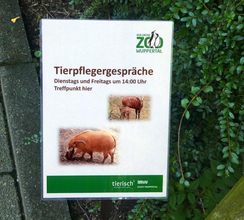 Information am 7. August 2017 zu Tierpflegergesprächen am Gehege der Pinselohrschweine und Bongos im Wuppertaler Zoo