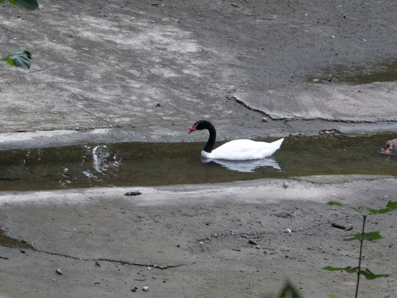 Schwarzhalsschwan am Wasserarmen Großen Teich am 26. August 2017 im Wuppertaler Zoo