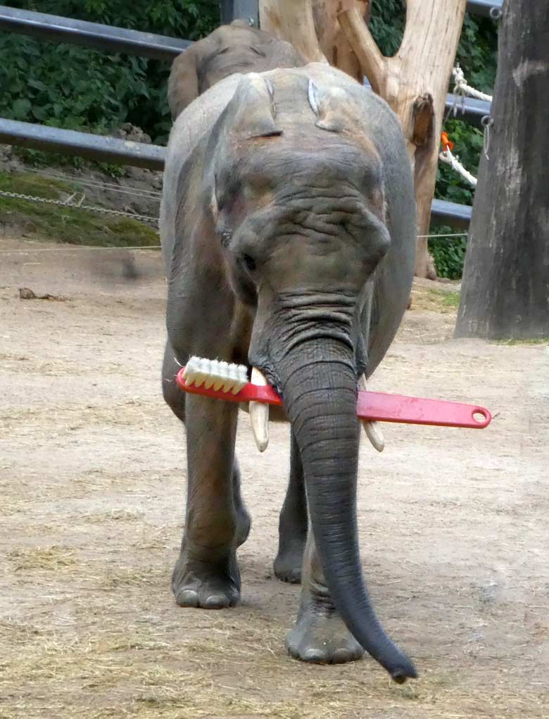 Afrikanischer Elefant mit Zahnbürste am 25. Juni 2017 auf der Außenanlage für Elefanten im Grünen Zoo Wuppertal