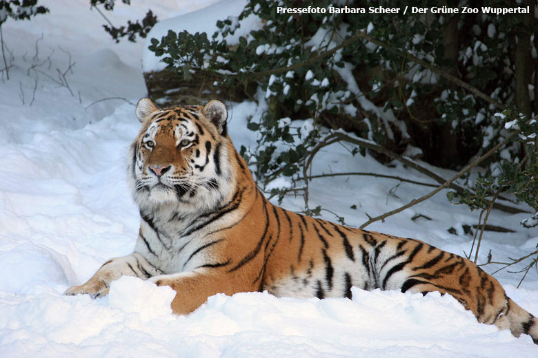 Sibirischer Tiger WASSJA im Schnee am 5. Januar 2009 im Wuppertaler Zoo (Pressefoto Barbara Scheer - Der Grüne Zoo Wuppertal)