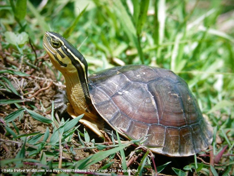 Amboina-Scharnierschildkröte (Pressefoto Peter Widmann via Pressemitteilung Der Grüne Zoo Wuppertal)