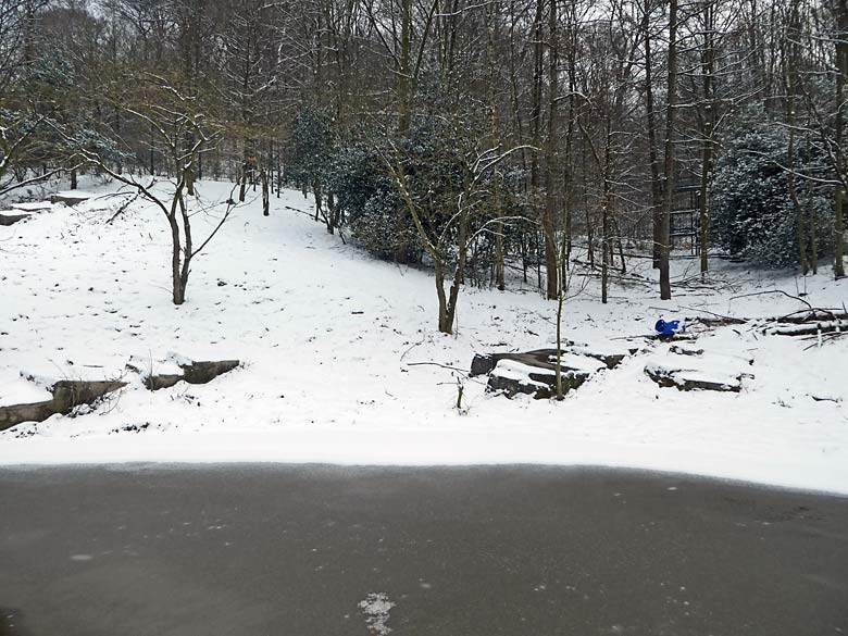 Zugefrorener Wassergraben am 3. März 2018 an der Außenanlage für die Sibirischen Tiger-Kater im Tigertal im Grünen Zoo Wuppertal