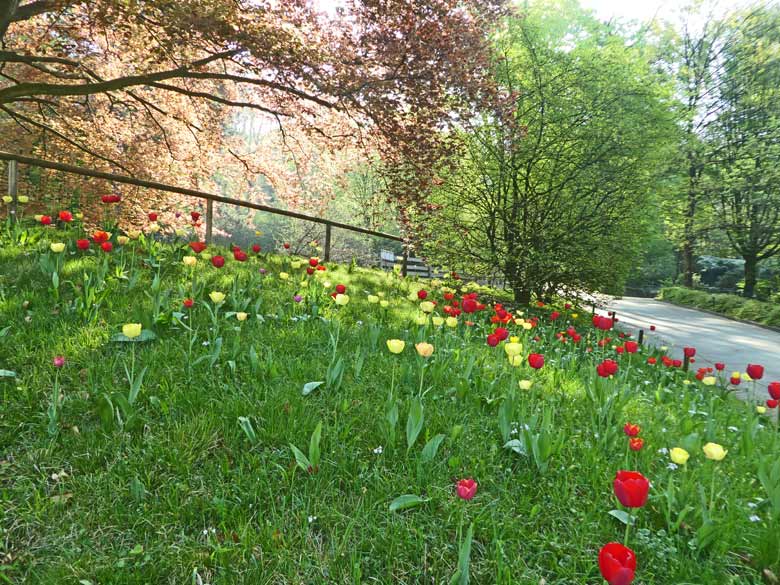 Blühende Tulpen am 21. April 2018 im Grünen Zoo Wuppertal