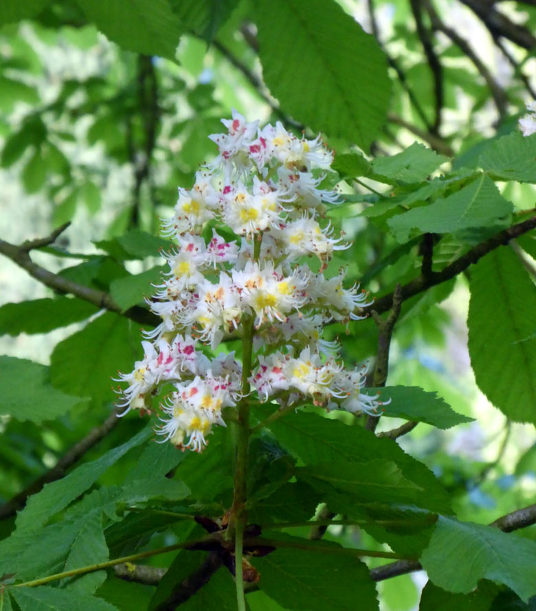 Kastanien-Blüte am 27. April 2018 im Grünen Zoo Wuppertal