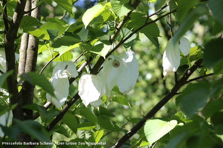 Taschentuchbaum-Blüte am 6. Mai 2018 im Zoologischen Garten Wuppertal (Pressefoto Barbara Scheer - Der Grüne Zoo Wuppertal)