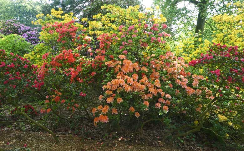 Blühende Rhododendren am 9. Mai 2018 in der Nähe der Zoodirektion im Zoo Wuppertal