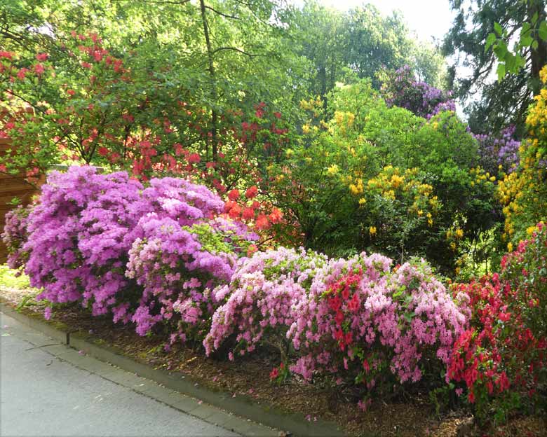 Blühende Rhododendren am 9. Mai 2018 in der Nähe der Zoodirektion im Wuppertaler Zoo