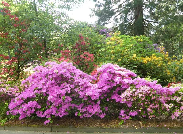 Blühende Rhododendren am 9. Mai 2018 in der Nähe der Zoodirektion im Zoologischen Garten der Stadt Wuppertal