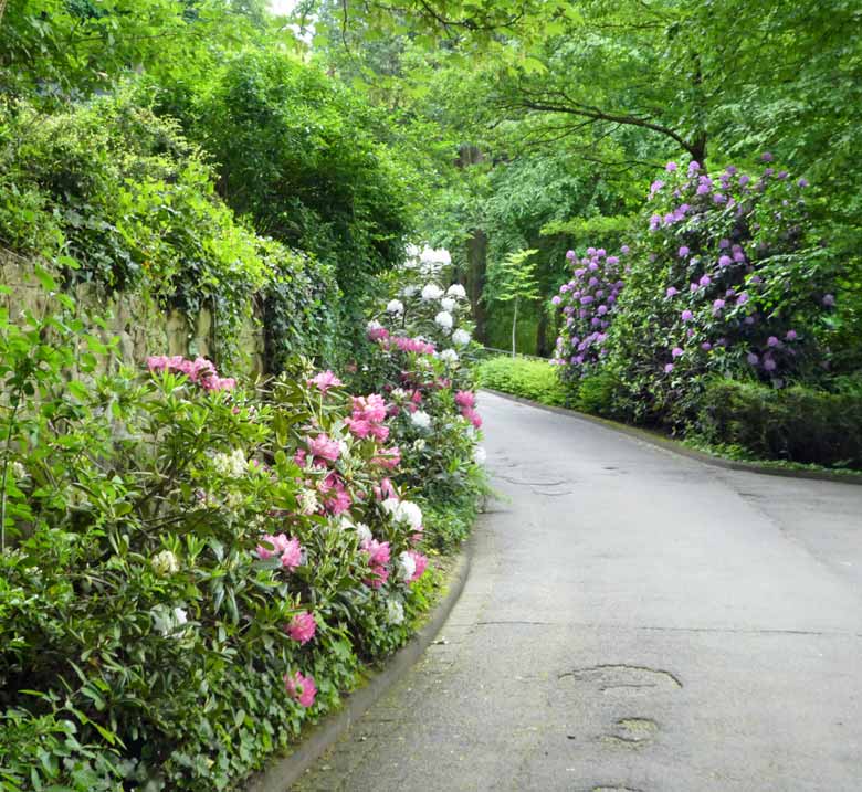 Blühende Rhododendren am 9. Mai 2018 in der Nähe des Kleinkatzenhauses im Grünen Zoo Wuppertal