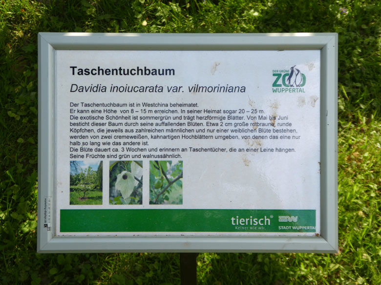 Informationsschild zum Taschentuchbaum am 11. Mai 2018 im Wuppertaler Zoo