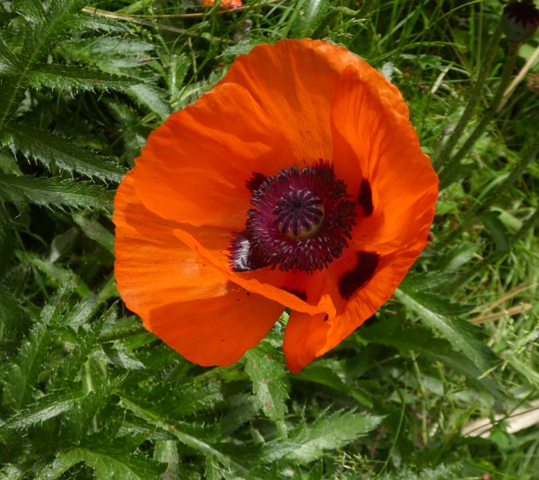 Blühender Klatschmohn am 31. Mai 2018 am Rand der Patagonienanlage im Wuppertaler Zoo