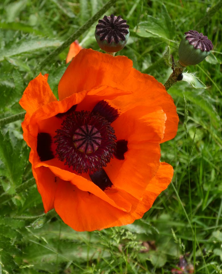 Blühender Klatschmohn am 31. Mai 2018 am Rand der Patagonienanlage im Grünen Zoo Wuppertal