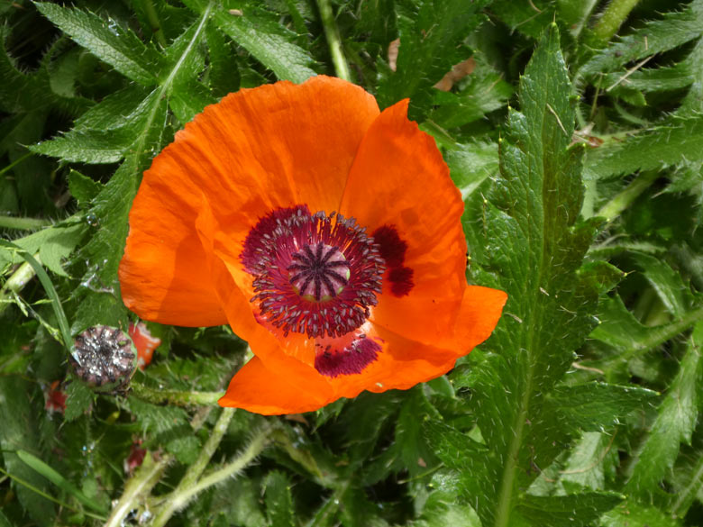 Blühender Klatschmohn am 31. Mai 2018 am Rand der Patagonienanlage im Zoologischen Garten Wuppertal