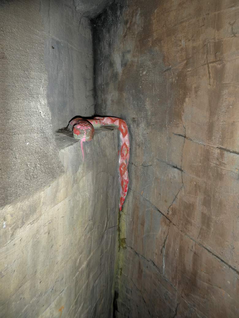 Höhlenschlange am 2. Juni 2018 in einer Höhle im Tigertal im Grünen Zoo Wuppertal