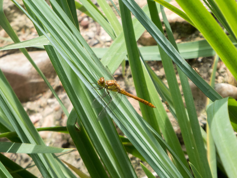 Frisch geschlüpfte Libelle am 16. Juni 2018 auf der ehemaligen Zwergotteranlage im Grünen Zoo Wuppertal