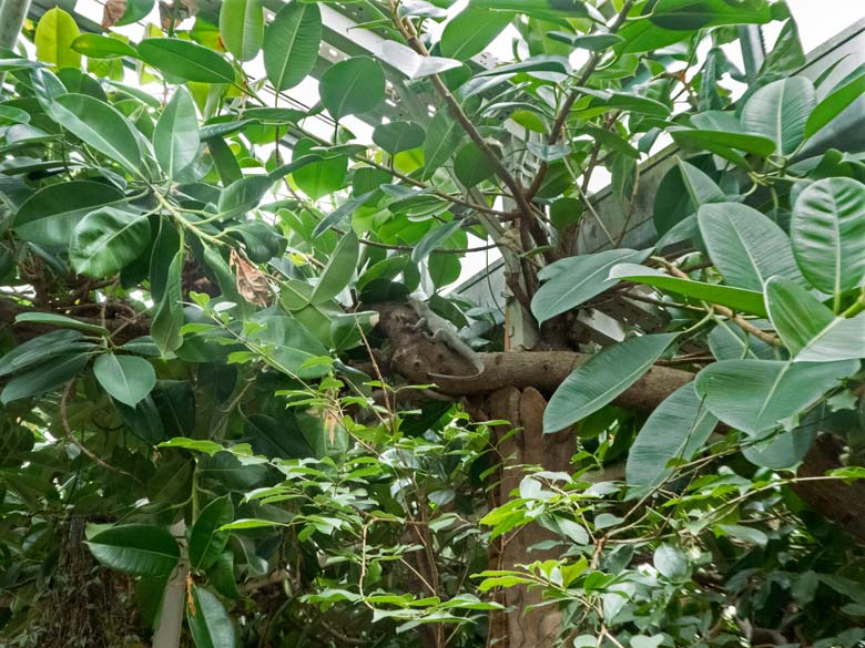 Plastik-Waran am 23. Juni 2018 im Terrarium im Grünen Zoo Wuppertal