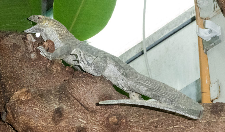 Plastik-Waran am 23. Juni 2018 im Terrarium im Wuppertaler Zoo