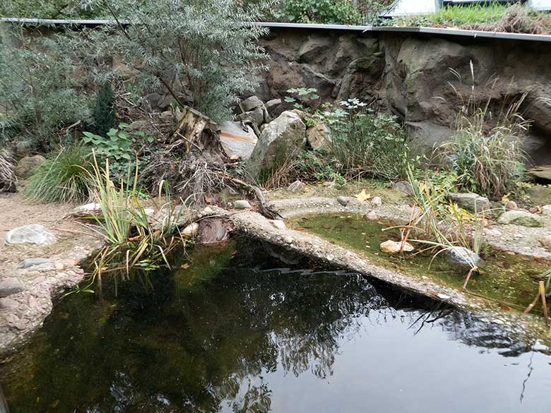 Anlage für Europäische Sumpfschildkröte, Große Teichmuschel und Gelbbauchunke am 27. Oktober 2018 im Zoo Wuppertal