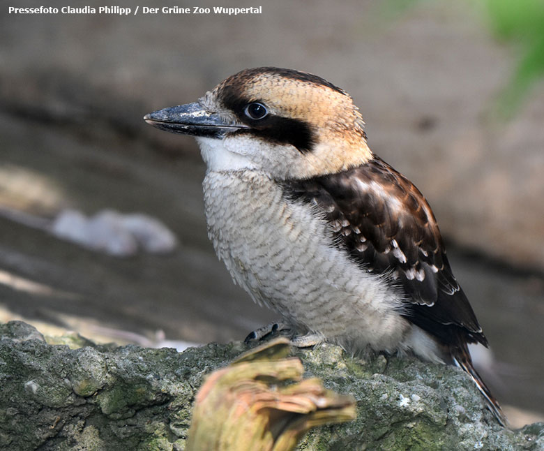 Jungtier beim Lachenden Hans am 18. Juli 2018 im Grünen Zoo Wuppertal (Pressefoto Claudia Philipp - Der Grüne Zoo Wuppertal)