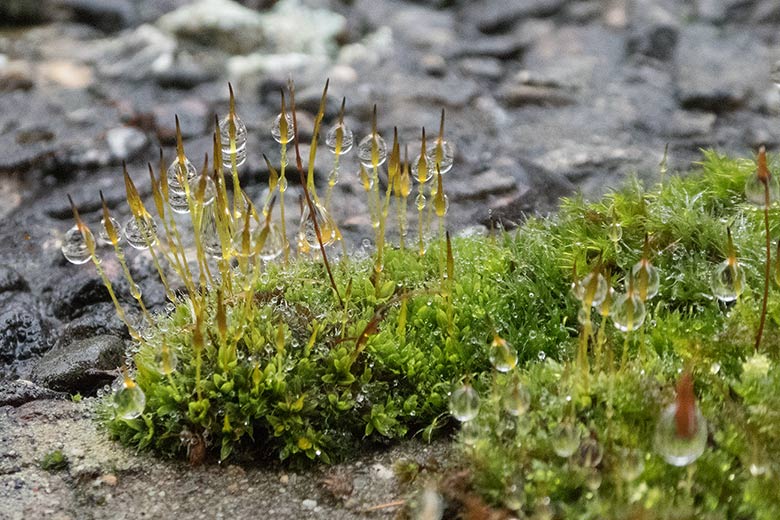 Gefangene Regentropfen am 6. Januar 2019 an den Pflanzen auf der Mauer am Gehege der Erdmännchen im Grünen Zoo Wuppertal