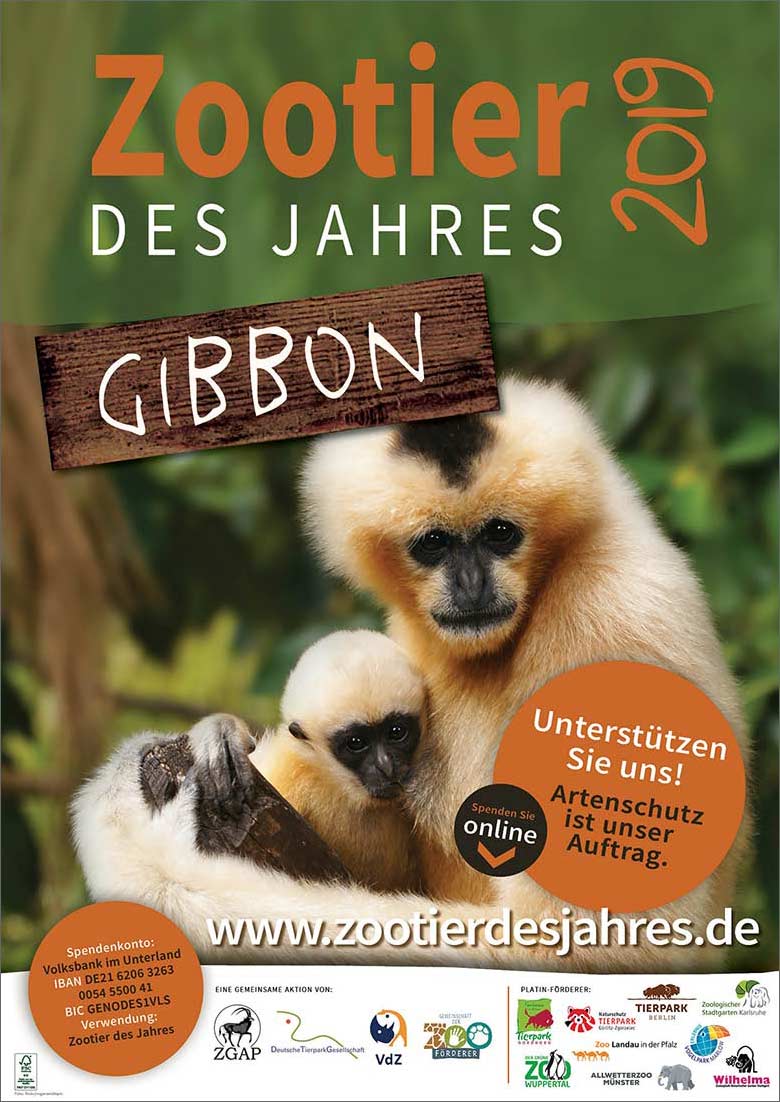 Plakat Zootier des Jahres 2019 - Gibbon
