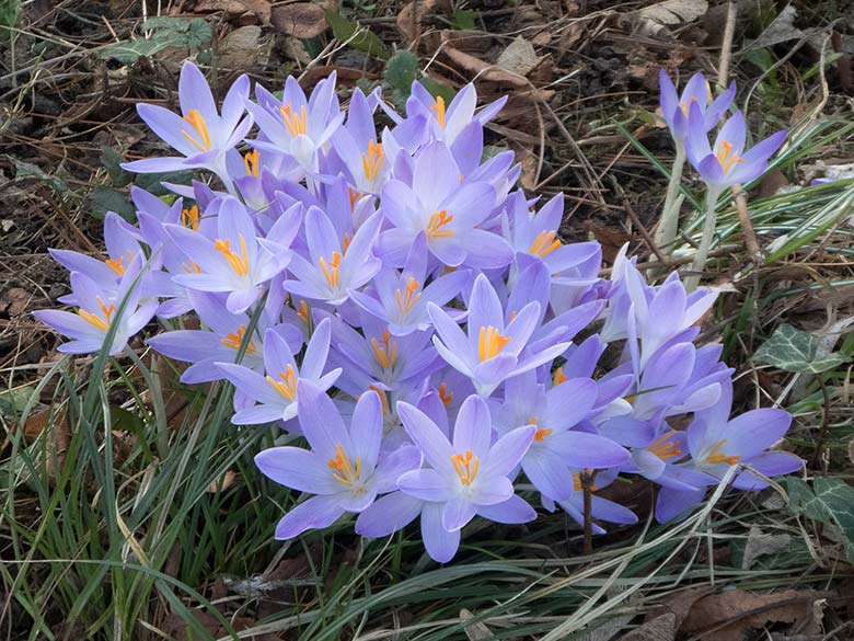 Blühende Krokusse am 17. Februar 2019 am Großen Teich im Grünen Zoo Wuppertal