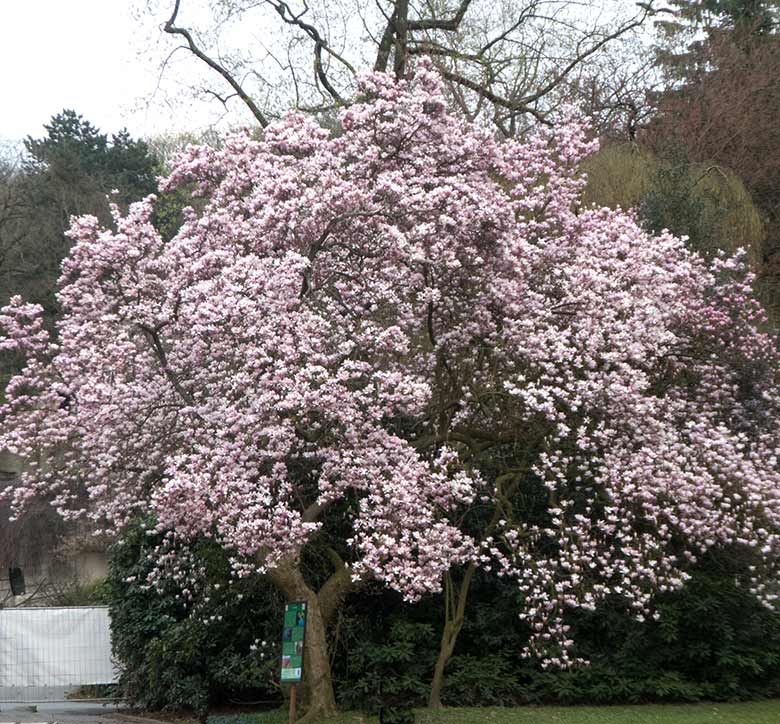 Blühende Magnolie am 6. April 2019 am Weg neben der Aralandia-Baustelle im Wuppertaler Zoo