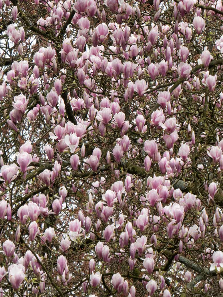 Blühende Magnolie am 6. April 2019 im Zoologischen Garten Wuppertal