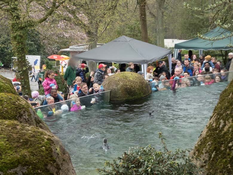 Fütterungs-Aktion bei den Brillenpinguinen am 6. April 2019 beim Pinguintag im Zoologischen Garten der Stadt Wuppertal