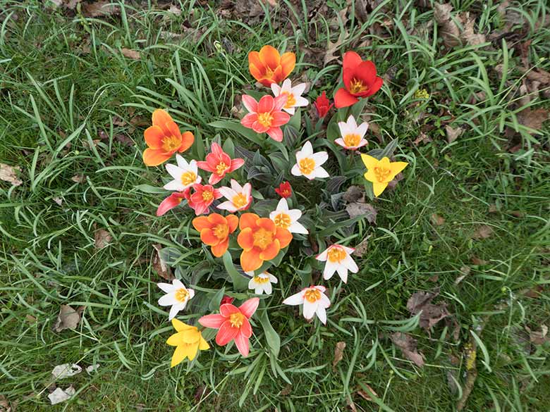 Blühende Tulpen am 6. April 2019 im Grünen Zoo Wuppertal