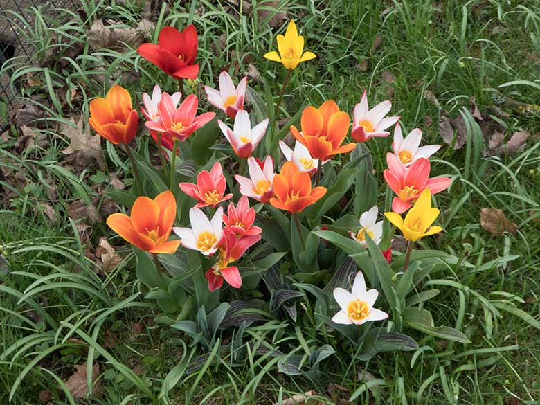 Blühende Tulpen am 6. April 2019 im Wuppertaler Zoo