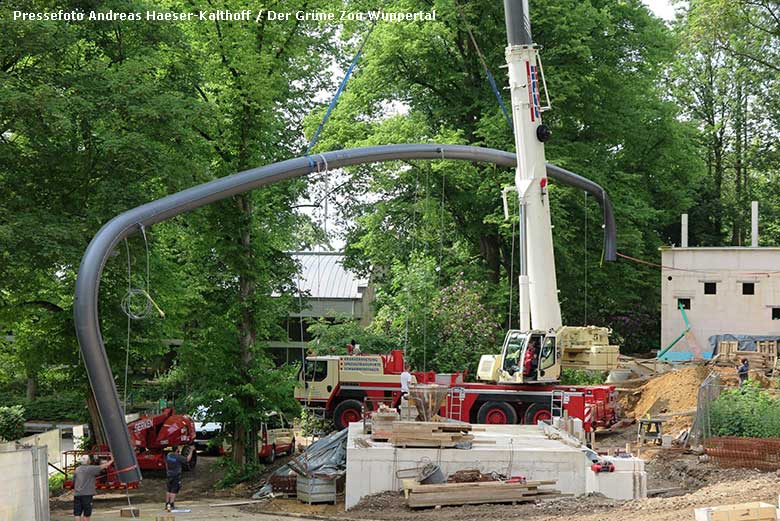 Montage von Stahlbogen Nummer 7 am 3. Juni 2019 für die begehbare Freiflugvoliere ARALANDIA im Grünen Zoo Wuppertal (Pressefoto Andreas Haeser-Kalthoff - Der Grüne Zoo Wuppertal)