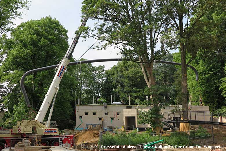 Montage von Stahlbogen Nummer 7 am 3. Juni 2019 für die begehbare Freiflugvoliere ARALANDIA im Wuppertaler Zoo (Pressefoto Andreas Haeser-Kalthoff - Der Grüne Zoo Wuppertal)