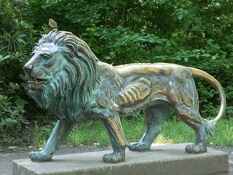Bronzelöwe am 9. Juni 2019 im Wuppertaler Zoo