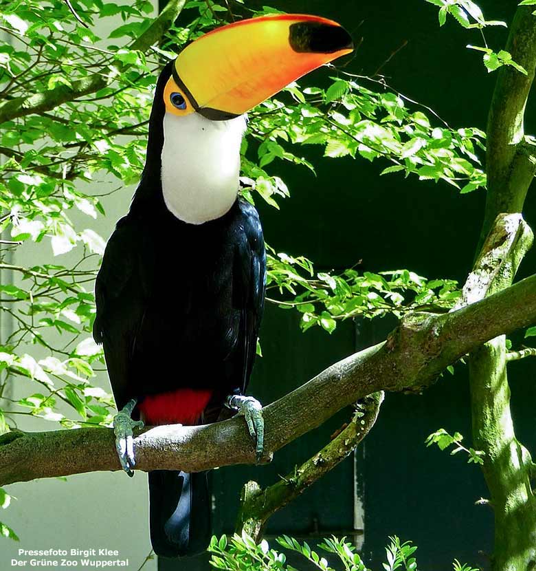 Riesentukan in der Außenvoliere am Vogel-Haus im Wuppertaler Zoo (Pressefoto Birgit Klee - Der Grüne Zoo Wuppertal)