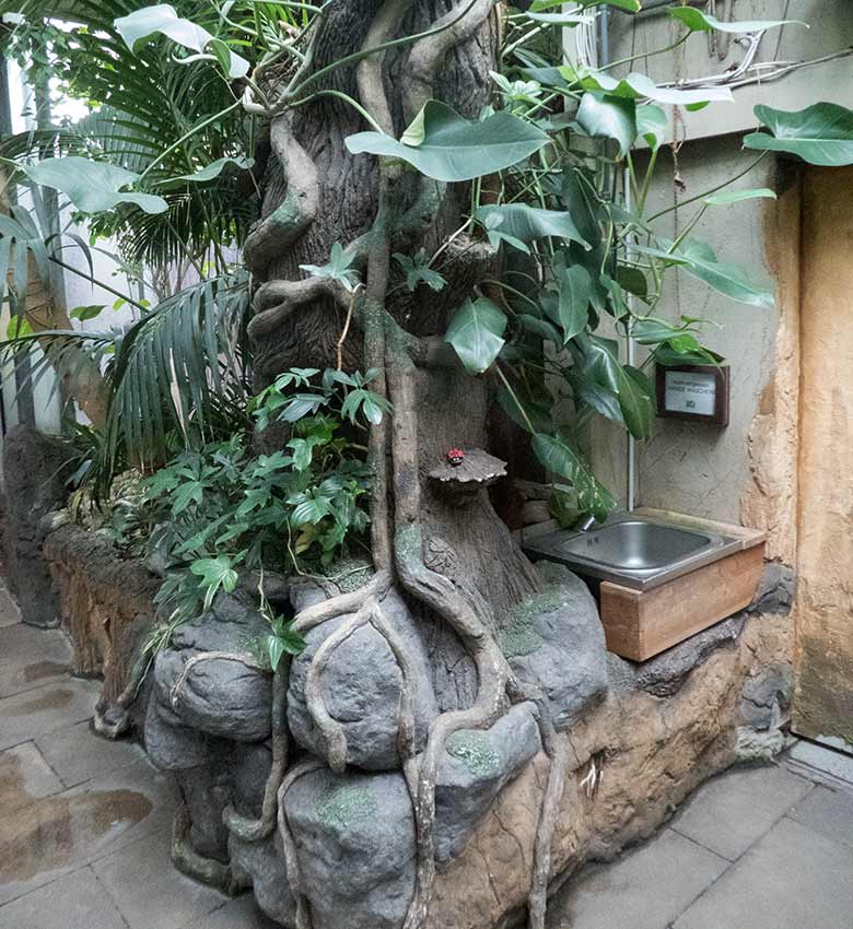 Als Marienkäfer bemalter Stein am 9. August 2019 im Terrarium im Wuppertaler Zoo