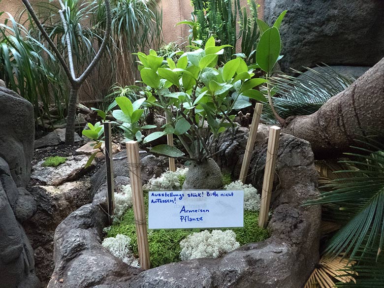 Ameisenpflanze am 15. Oktober 2019 im Terrarium im Wuppertaler Zoo