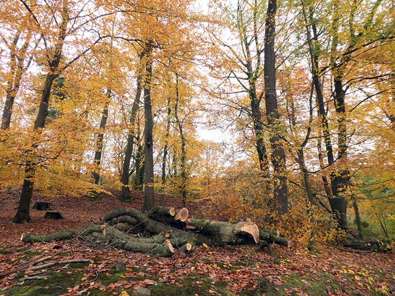 Gefällter Baum am 14. November 2019 im Zoologischen Garten Wuppertal