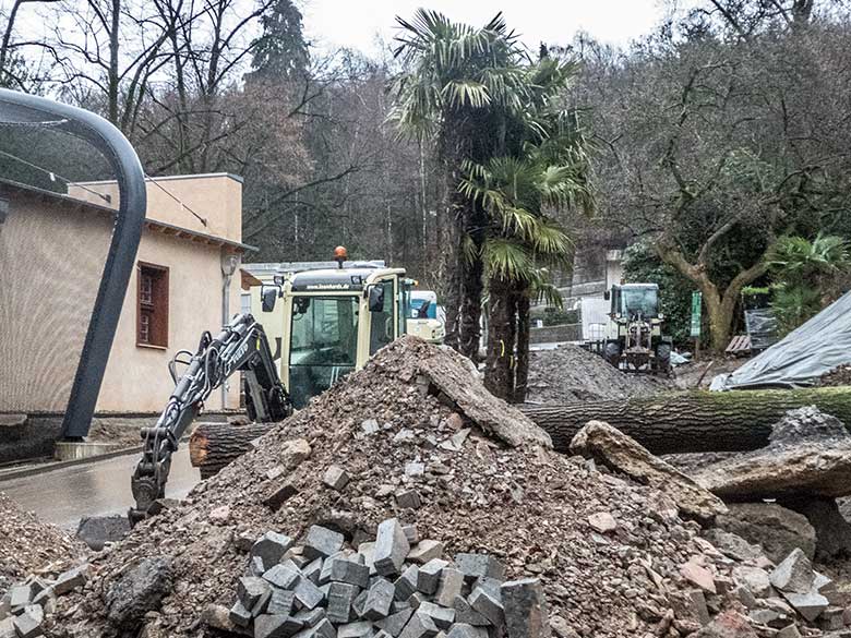 Angelieferte Palmen für die begehbare Freiflugvoliere ARALANDIA am 8. Dezember 2019 im Grünen Zoo Wuppertal