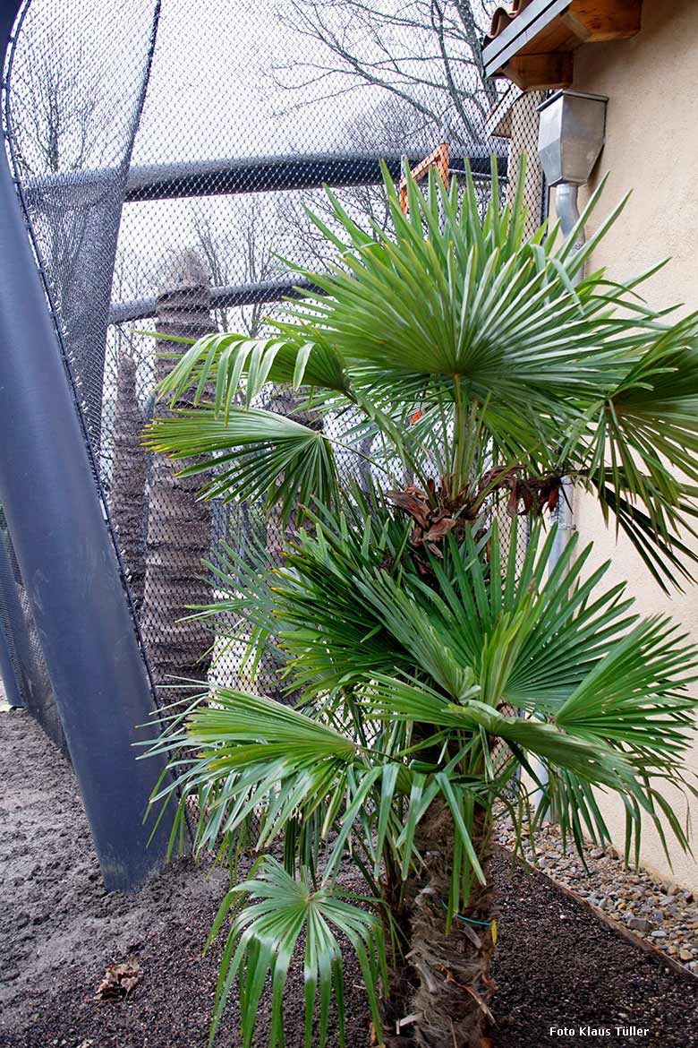 Chinesische Hanfpalme am 11. Januar 2020 vor der neuen Freiflugvoliere ARALANDIA im Grünen Zoo Wuppertal (Foto Klaus Tüller)