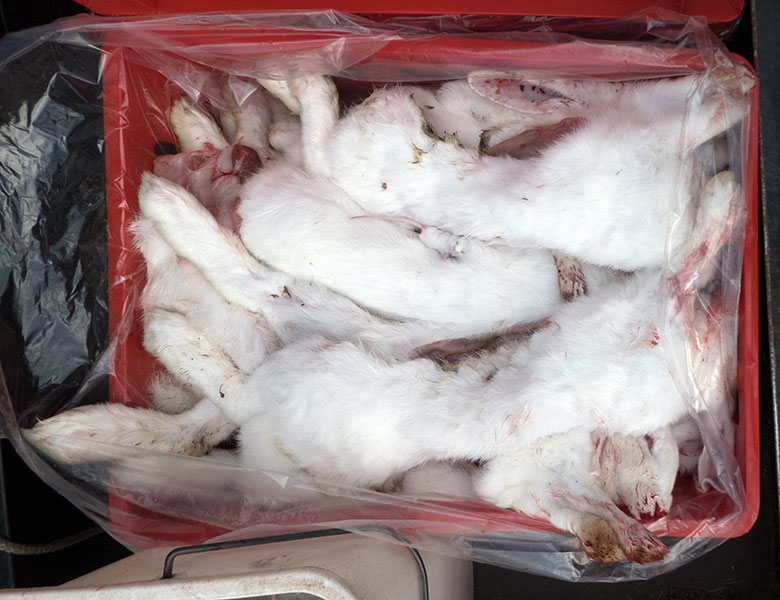 Tote Futtertiere am 17. Februar 2020 auf dem Transport-Wagen der Tierpfleger im Wuppertaler Zoo