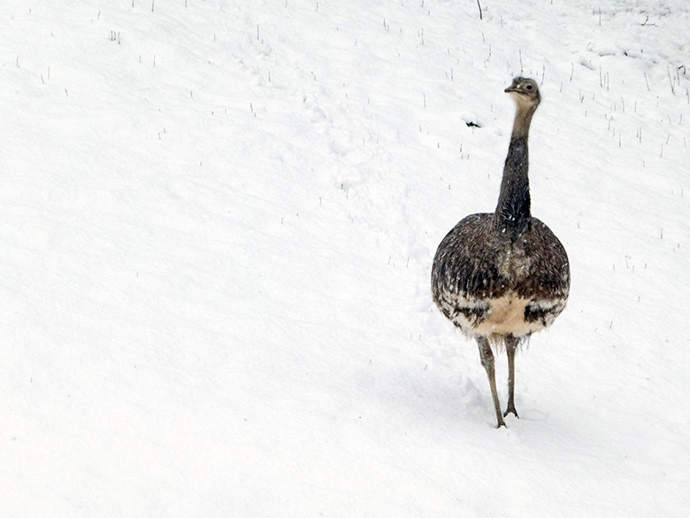 Männlicher Darwin-Nandu am 26. Februar 2020 auf der verschneiten Patagonien-Anlage im Grünen Zoo Wuppertal