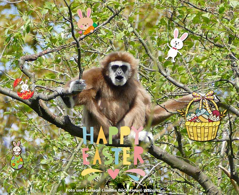 Weißhandgibbon im Zoologischen Garten der Stadt Wuppertal (Foto mit Collage Claudia Böckstiegel-Wengler)