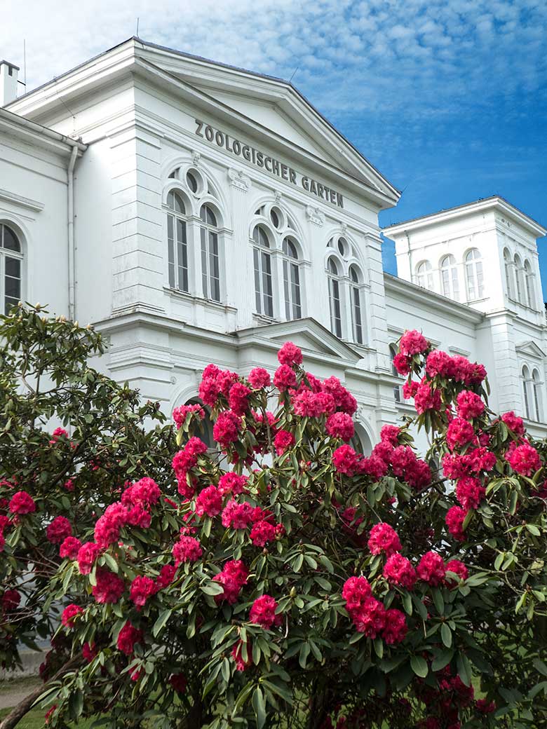 Blühende Rhododendren am 8. Mai 2020 vor dem Hauptgebäude des Zoologischen Garten Wuppertal