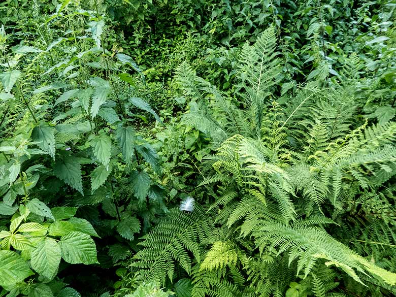 Vogelfeder auf einem Farngewächs am 11. Juli 2020 im Zoologischen Garten Wuppertal