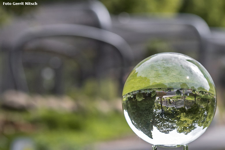 Blick durch die Glaskugel am 14. August 2020 auf ARALANDIA im Grünen Zoo Wuppertal (Foto Gerrit Nitsch)