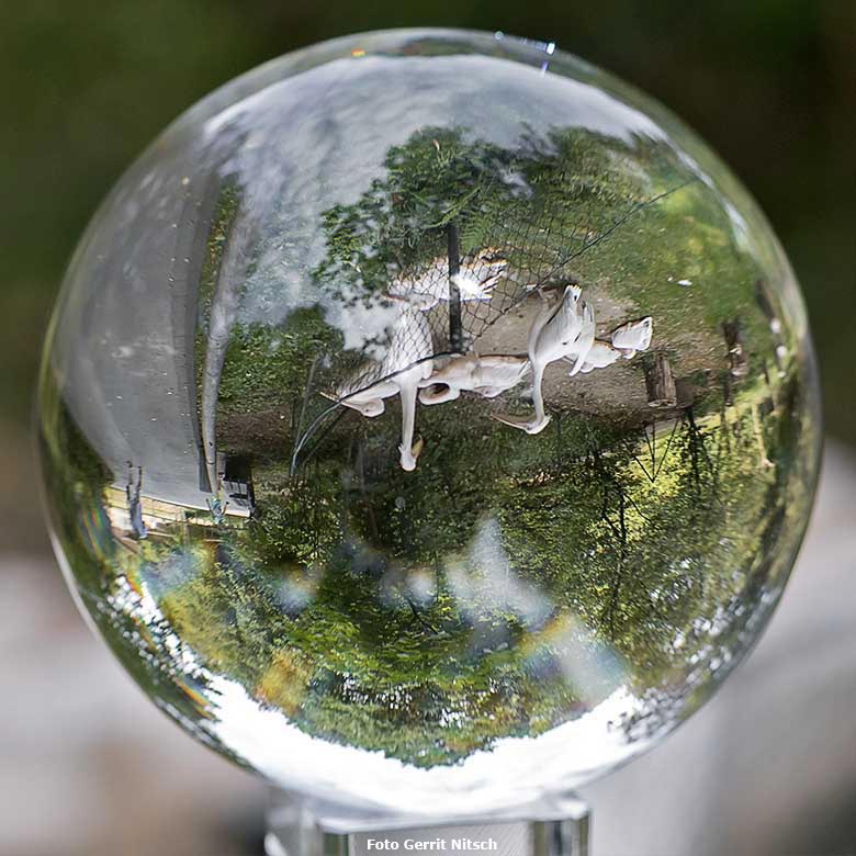 Blick durch die Glaskugel am 14. August 2020 auf Rosapelikane im Wuppertaler Zoo (Foto Gerrit Nitsch)