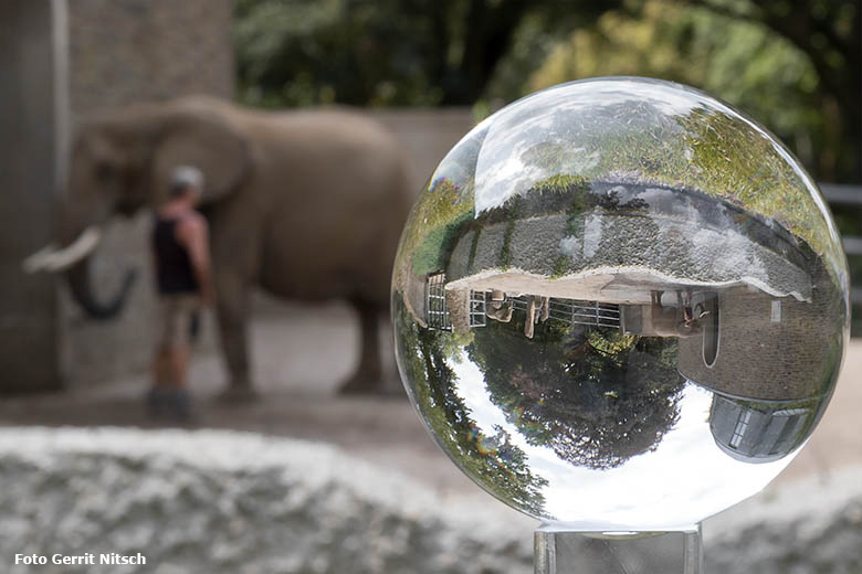 Blick durch die Glaskugel am 14. August 2020 auf Elefanten im Grünen Zoo Wuppertal (Foto Gerrit Nitsch)