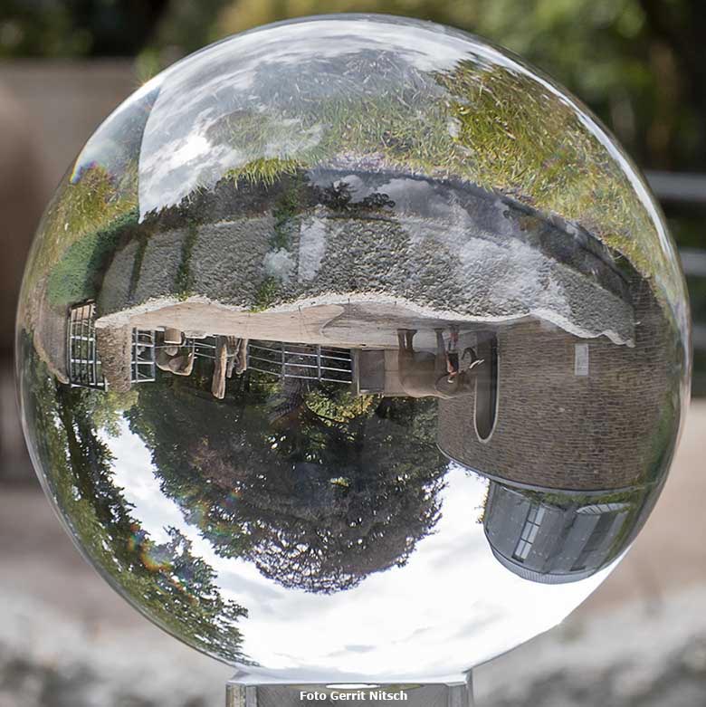 Blick durch die Glaskugel am 14. August 2020 auf Elefanten im Zoologischen Garten Wuppertal (Foto Gerrit Nitsch)